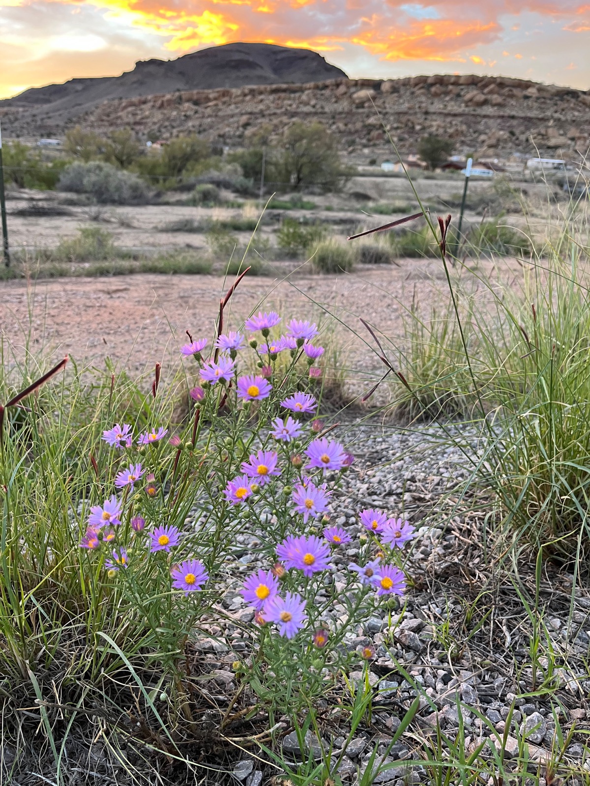 Purple asters blooming at sunset below a mesa
