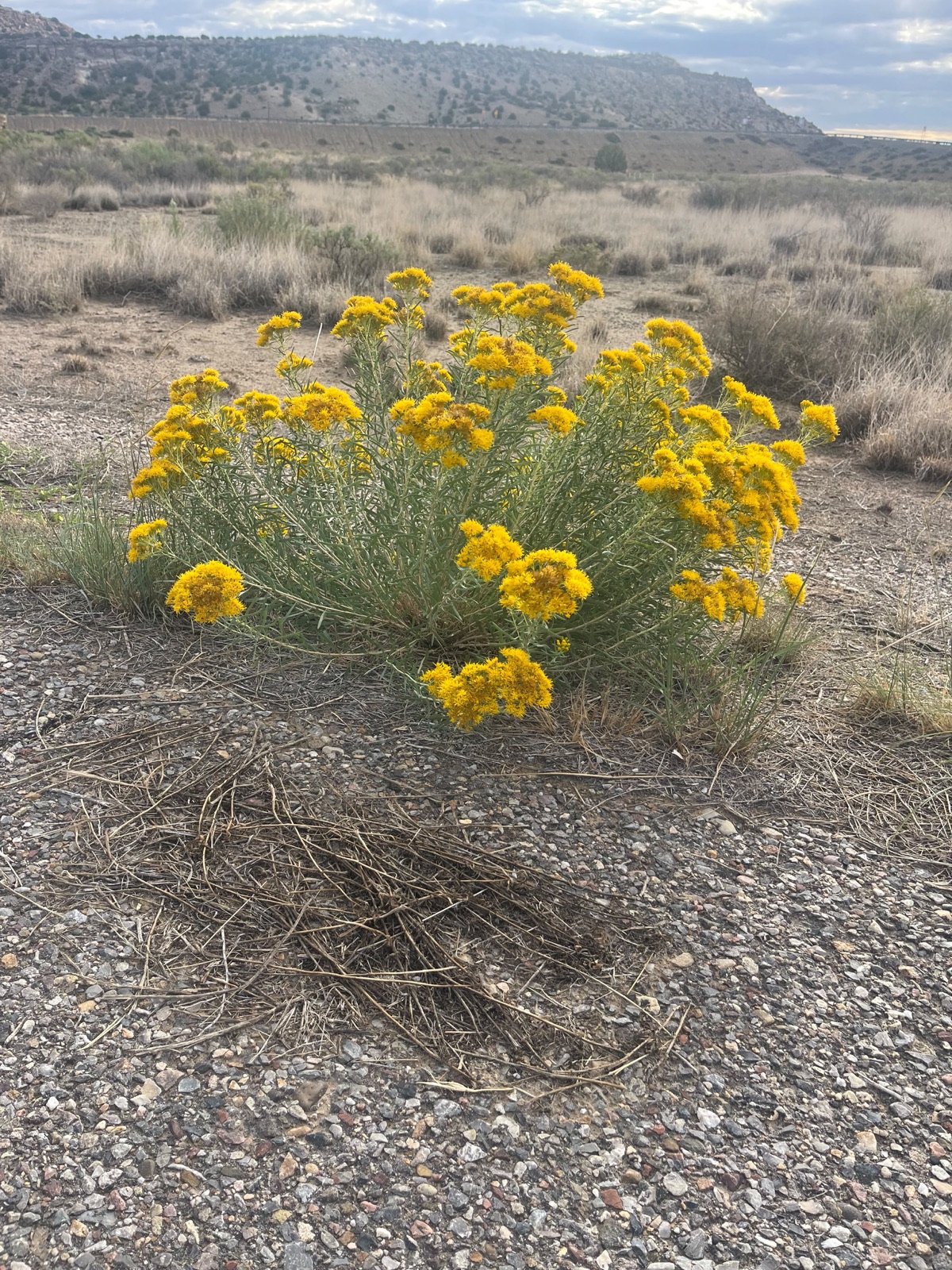 Yellow chamisa blooming in the desert