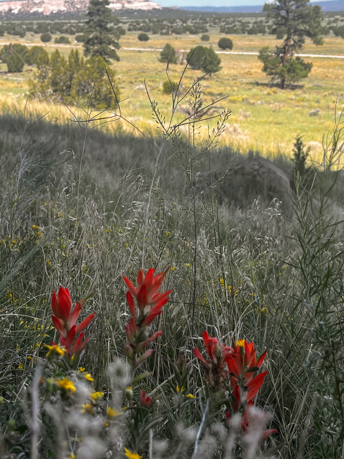Red Indian paintbrush in bloom