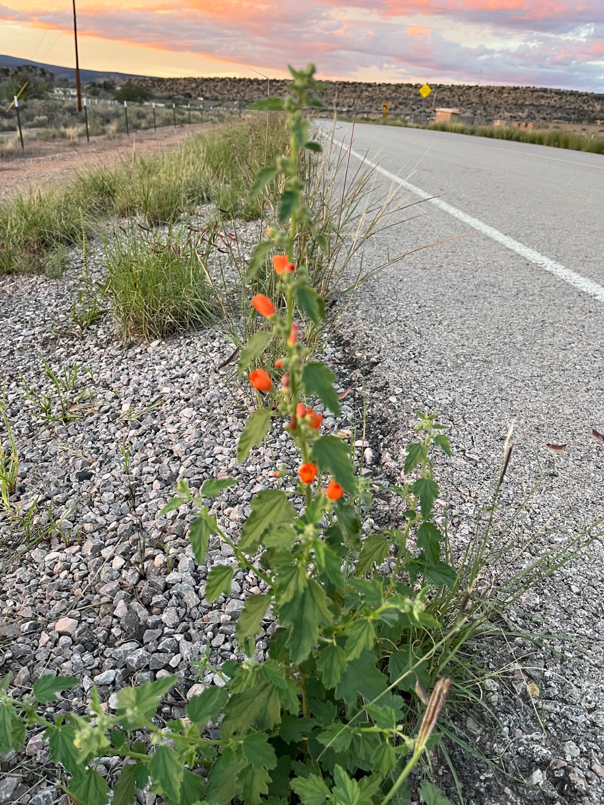 Orange globemallow growing beside a road