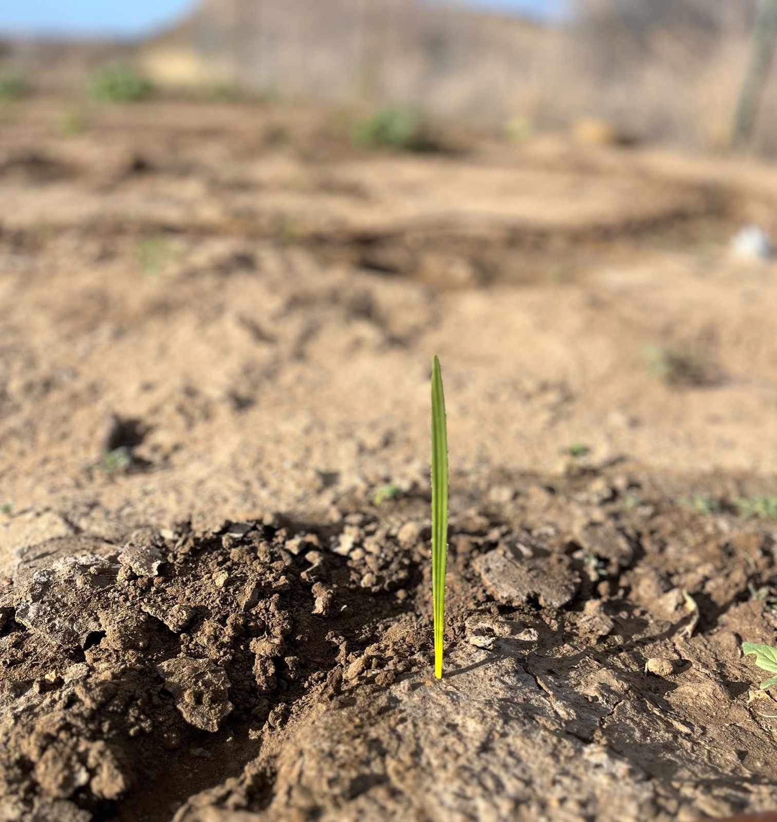 A tiny green sprout pushing up through dry ground